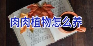 肉肉植物怎么养