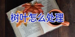 树叶怎么处理