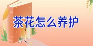 茶花怎么养护