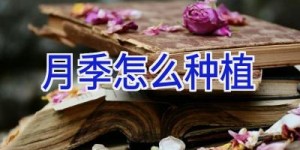月季怎么种植
