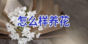 怎么样养花