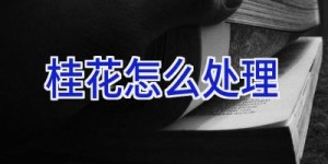 桂花怎么处理