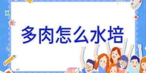 多肉怎么水培