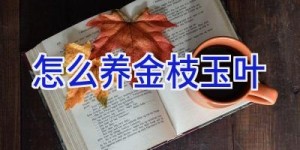 怎么养金枝玉叶