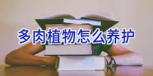 多肉植物怎么养护