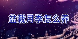 盆栽月季怎么养