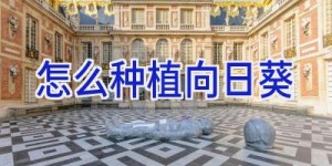 怎么种植向日葵