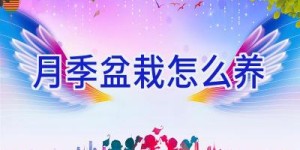 月季盆栽怎么养