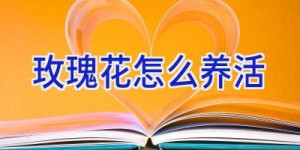 玫瑰花怎么养活