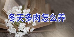 冬天多肉怎么养