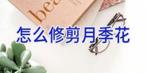 怎么修剪月季花