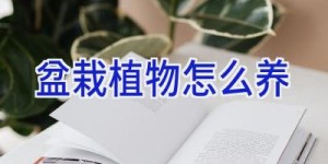 盆栽植物怎么养