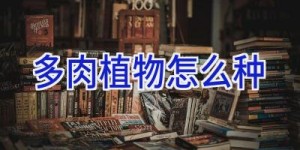 多肉植物怎么种
