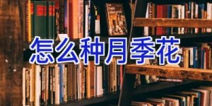 怎么种月季花