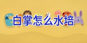 白掌怎么水培