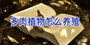 多肉植物怎么养殖