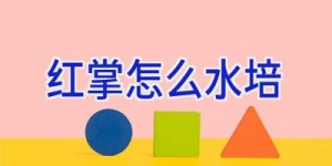 红掌怎么水培