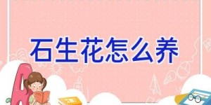 石生花怎么养