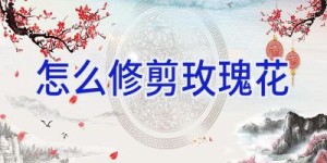 怎么修剪玫瑰花