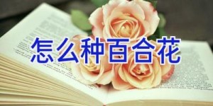 怎么种百合花