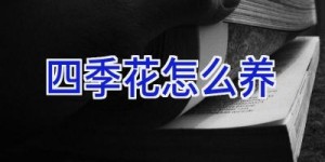 四季花怎么养