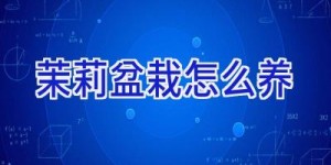 茉莉盆栽怎么养