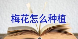 梅花怎么种植
