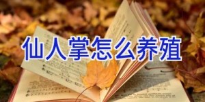 仙人掌怎么养殖