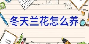 冬天兰花怎么养