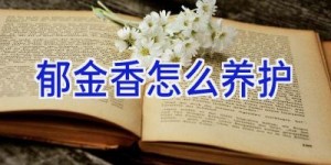 郁金香怎么养护