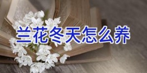 兰花冬天怎么养