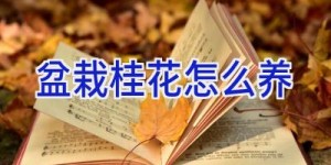 盆栽桂花怎么养