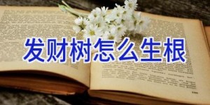 发财树怎么生根