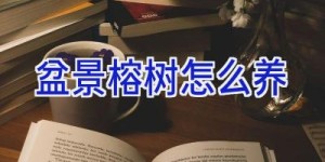 盆景榕树怎么养