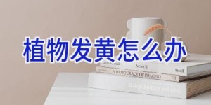 植物发黄怎么办