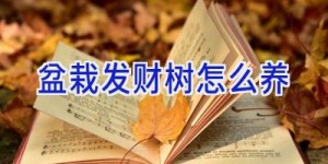 盆栽发财树怎么养