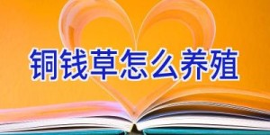 铜钱草怎么养殖