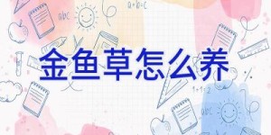 金鱼草怎么养
