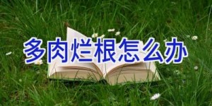 多肉烂根怎么办