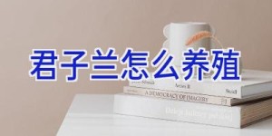 君子兰怎么养殖