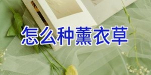 怎么种薰衣草