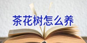 茶花树怎么养