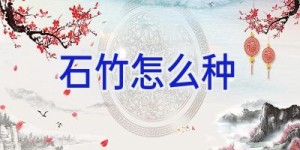 石竹怎么种