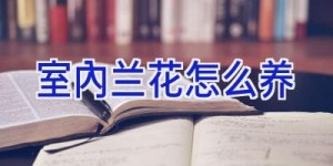 室内兰花怎么养