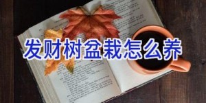 发财树盆栽怎么养