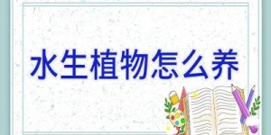 水生植物怎么养