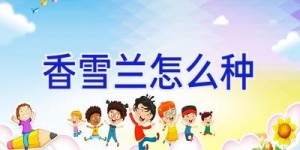 香雪兰怎么种