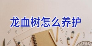 龙血树怎么养护