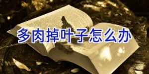 多肉掉叶子怎么办