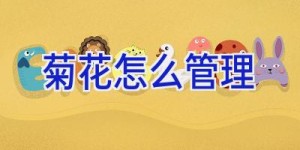 菊花怎么管理
